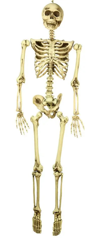 SCHELETRO altezza naturale 160 cm - tuttocostumi.it